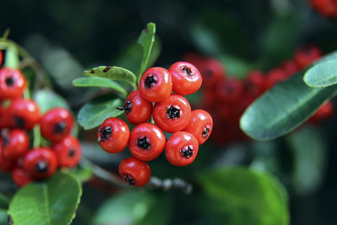 乐部知名度 乐部知名度